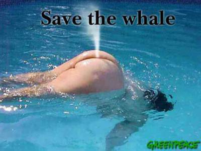 sauver les baleines !!!