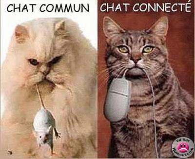 les chats