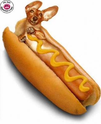 hot dog