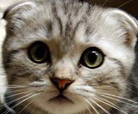 ti chat