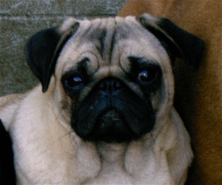 ti Chien